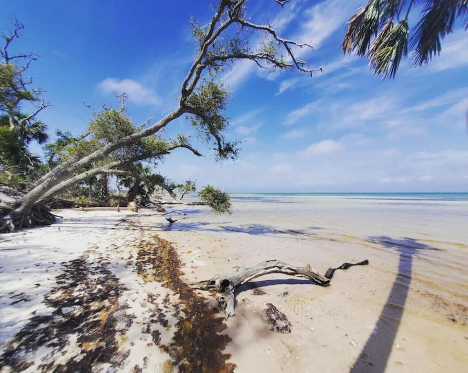 Tortuga Tillys Cape San Blas Dış mekan fotoğraf